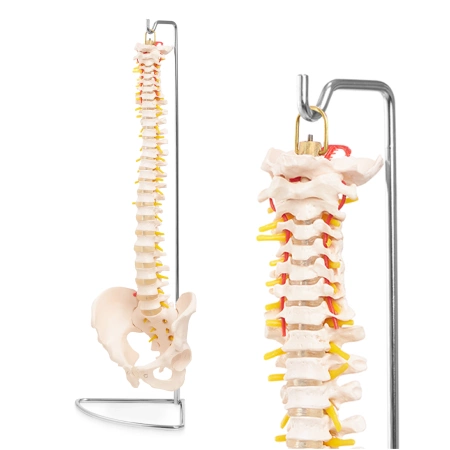 Coloană vertebrală umană cu pelvis - model anatomic