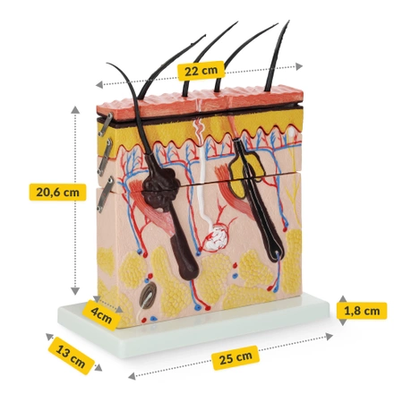 Piele umană în secțiune transversală - model anatomic