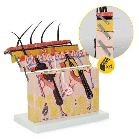 Piele umană în secțiune transversală - model anatomic