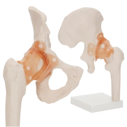 Articulația șoldului cu ligamente la scara 1:1 - model anatomic