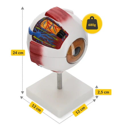 Ochi uman - model anatomic 3D gigant