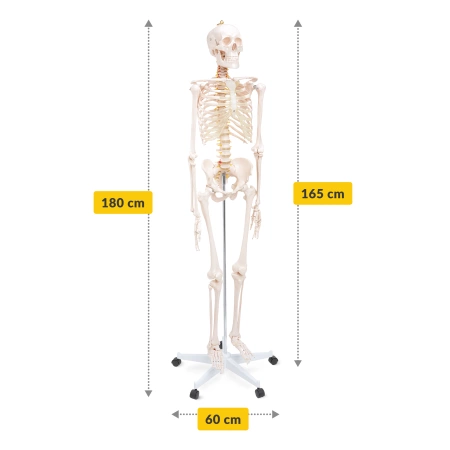 Schelet uman 180 cm - model anatomic