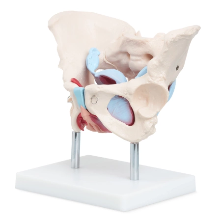 Pelvis uman cu mușchi și organe - model anatomic