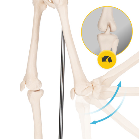 Schelet uman 45 cm - model anatomic