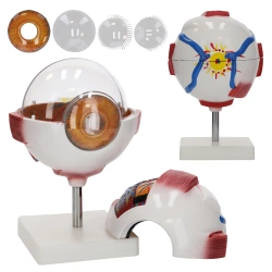 Ochi uman - model anatomic 3D gigant