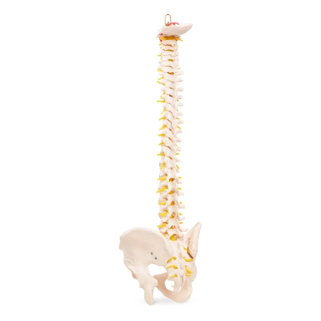 Coloană vertebrală umană cu pelvis - model anatomic