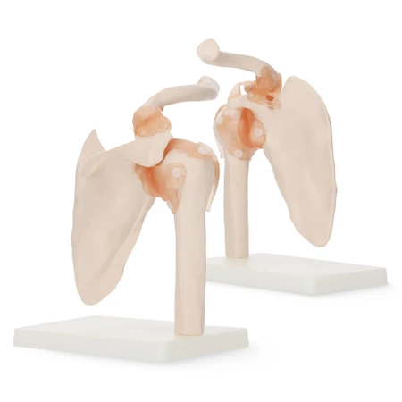 Articulația umărului cu ligamente la scara 1:1 - model anatomic