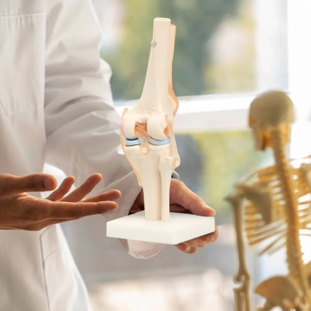 Articulația genunchiului - model anatomic