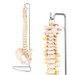 Coloană vertebrală umană cu pelvis - model anatomic