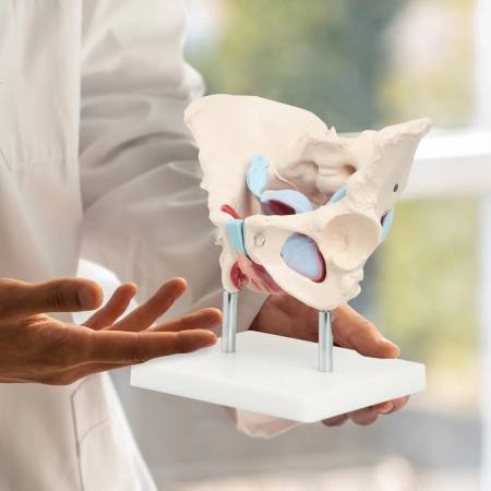 Pelvis uman cu mușchi și organe - model anatomic