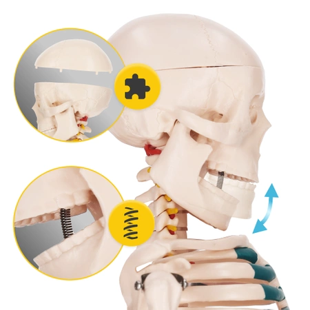 Schelet uman 85 cm - model anatomic