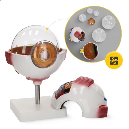 Ochi uman - model anatomic 3D gigant