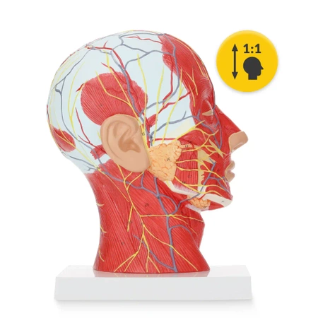 Cap uman în secțiune transversală la scara 1:1 - model anatomic