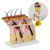 Piele umană în secțiune transversală - model anatomic