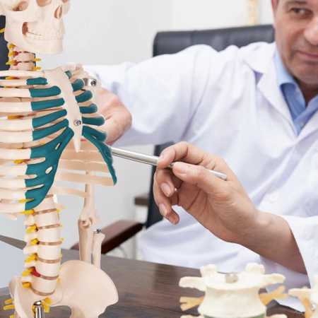 Schelet uman 85 cm - model anatomic