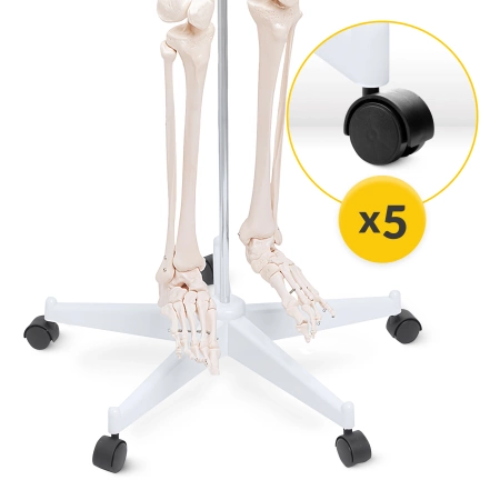 Schelet uman 180 cm - model anatomic