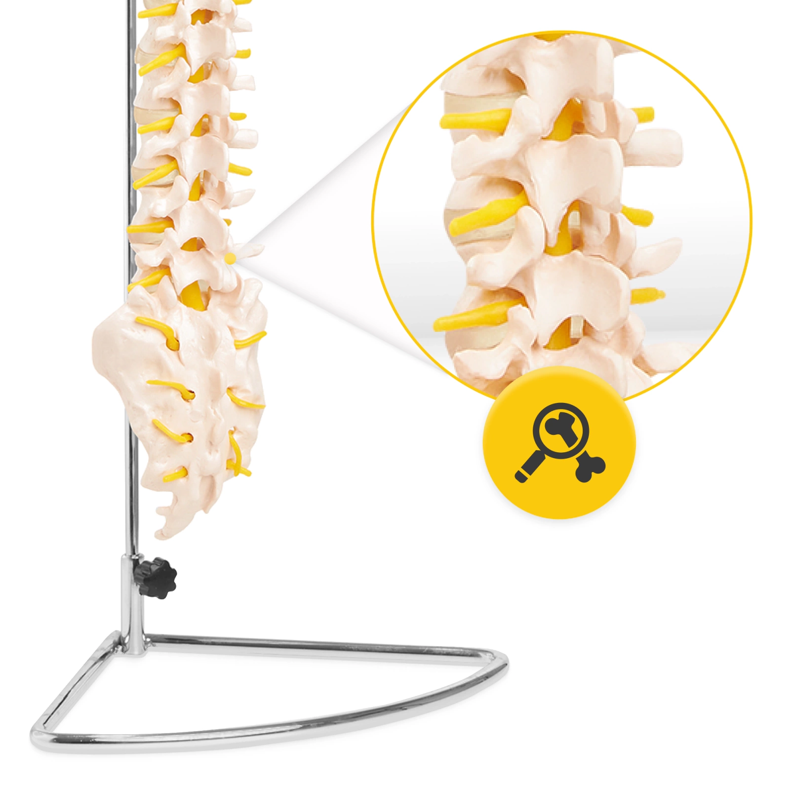 Model anatomic al coloanei vertebrale umane