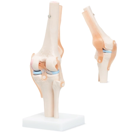 Articulația genunchiului - model anatomic