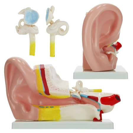 Ureche în secțiune transversală mărită - model anatomic