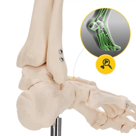 Articulația gleznei la scară 1:1 - model anatomic