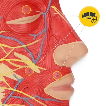 Cap uman în secțiune transversală la scara 1:1 - model anatomic