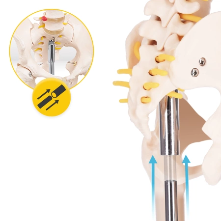 Schelet uman 180 cm - model anatomic