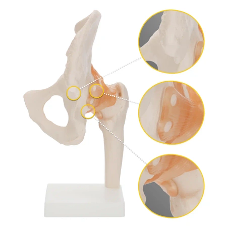 Articulația șoldului cu ligamente la scara 1:1 - model anatomic