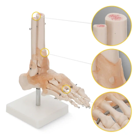 Articulația gleznei cu ligamente la scară 1:1 - model anatomic