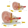 Ureche în secțiune transversală mărită - model anatomic