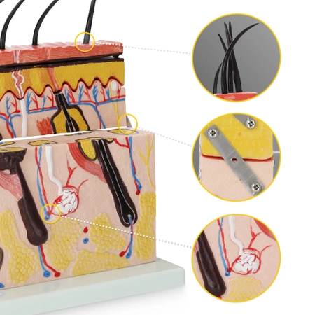 Piele umană în secțiune transversală - model anatomic