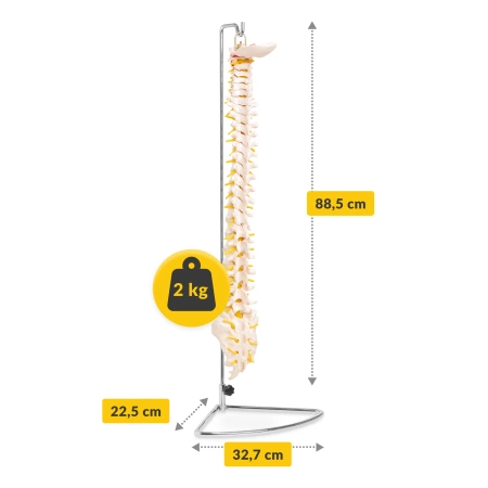 Coloana vertebrală umană - model anatomic