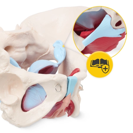 Pelvis uman cu mușchi și organe - model anatomic