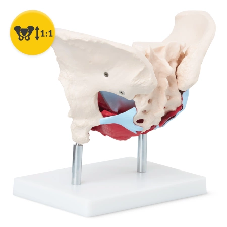 Pelvis uman cu mușchi și organe - model anatomic