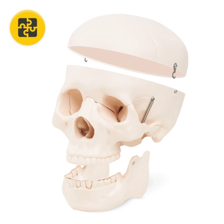 Craniu uman - model anatomic