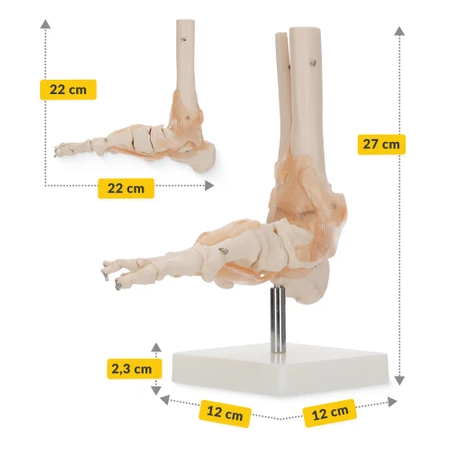 Articulația gleznei cu ligamente la scară 1:1 - model anatomic