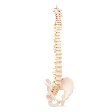 Coloană vertebrală umană cu pelvis - model anatomic
