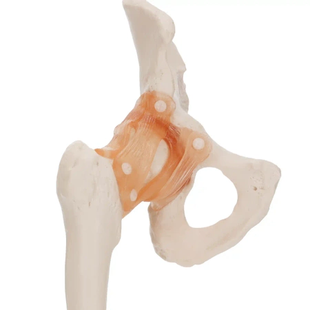 Articulația șoldului cu ligamente la scara 1:1 - model anatomic