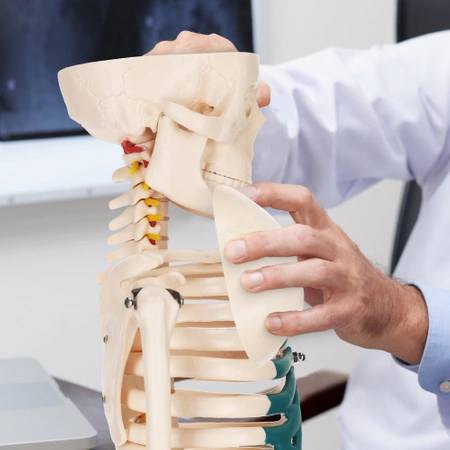 Schelet uman 85 cm - model anatomic