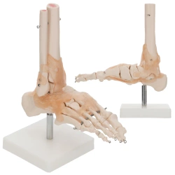 Articulația gleznei cu ligamente la scară 1:1 - model anatomic