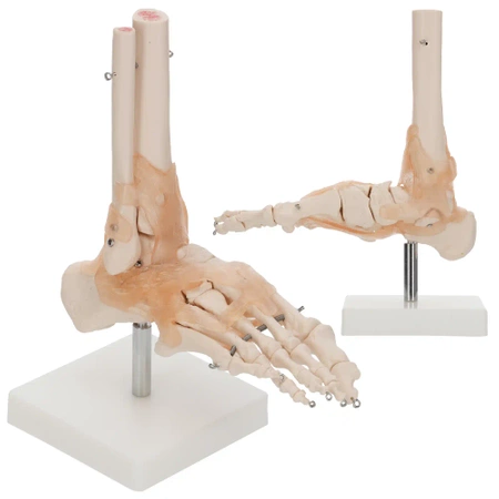 Articulația gleznei cu ligamente la scară 1:1 - model anatomic