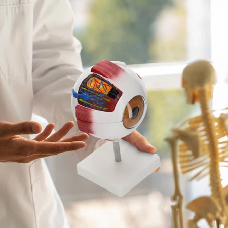 Ochi uman - model anatomic 3D gigant