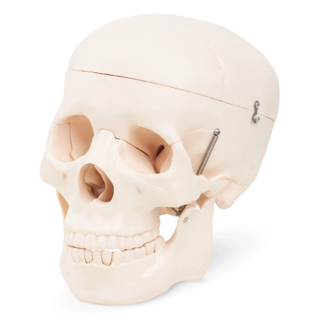 Craniu uman - model anatomic
