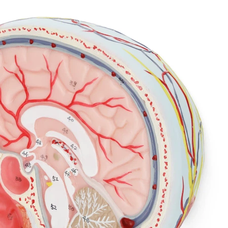 Cap uman în secțiune transversală la scara 1:1 - model anatomic