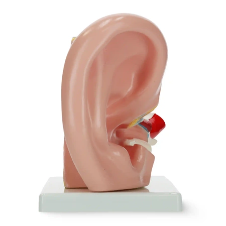 Ureche în secțiune transversală mărită - model anatomic