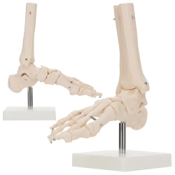 Articulația gleznei la scară 1:1 - model anatomic