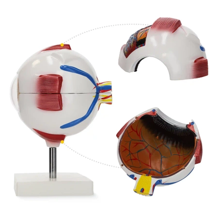 Ochi uman - model anatomic 3D gigant