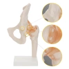 Articulația șoldului cu ligamente la scara 1:1 - model anatomic