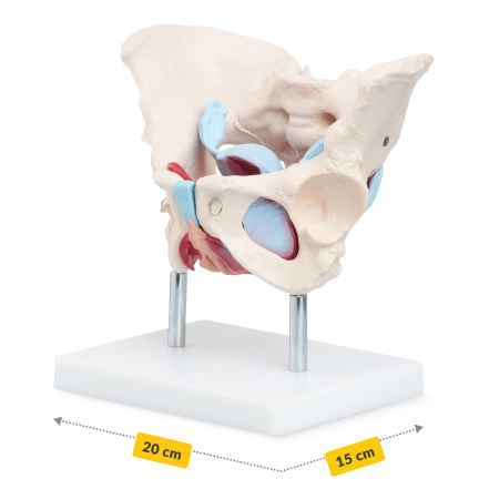 Pelvis uman cu mușchi și organe - model anatomic