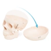 Craniu uman - model anatomic