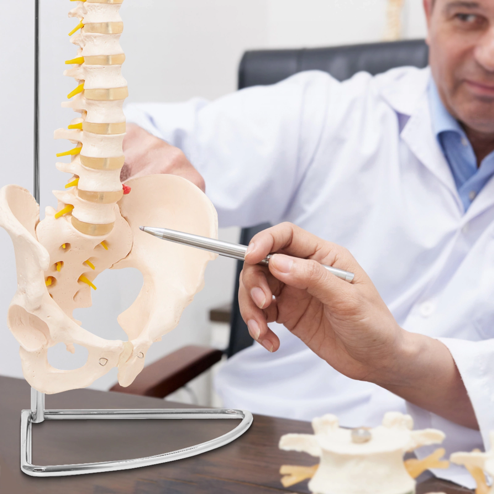 Model anatomic de coloană vertebrală umană cu pelvis